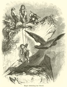 Eagle védi fiát alkotó: English School
