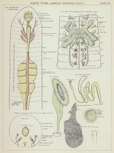 Földigiliszta, Lumbricus terrestris (színes litográfia) alkotó: English School
