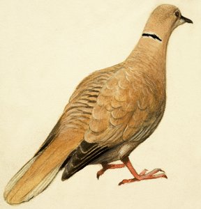 Keleti gallérgalamb alkotó: English School