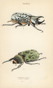 Keleti Herkules bogár, Dynastes tityus, hím 1, nőstény 2 alkotó: English School