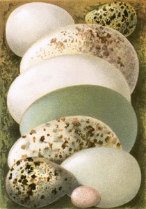 Tojás alkotó: English School