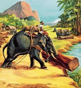 Elefánt. Illusztráció: Elephant Bill, Liuet. J. H. Williams ezredes