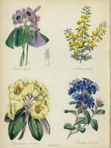 Angol virágoskert: Rhododendron lanatum, Plumbago Larpentae (színes litográfia) alkotó: English School