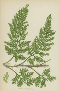 Európai sörtéjű páfrány (színes litó) alkotó: English School