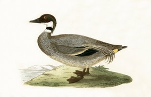 Hamisított kékeszöld, Charles Robert Bree (1811-86) 1867-ben megjelent „A History of the Birds of the European Birds Not Observed in the British Isles” című könyvéből. alkotó: English School