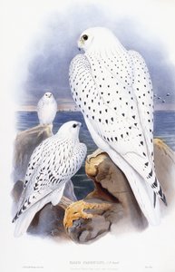 Falco Candicans alkotó: English School