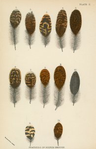 Scotch Grouse tollai alkotó: English School