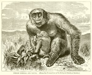 Gorilla nőstény és fiatal alkotó: English School