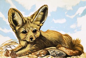 Fennec alkotó: English School