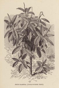 Ficus Elastica, indiai gumifa (metszet) alkotó: English School