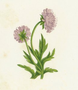 Field Knautia, Knautia Arvensis alkotó: English School