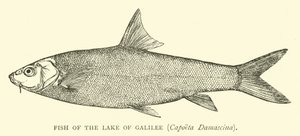 A Galileai-tó halai, Capoeta Damascina alkotó: English School