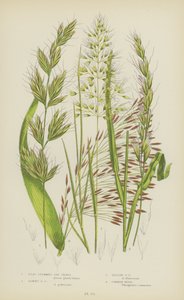 Lapos szárú zabfű, lágyszárú zabfű, sárga zabfű, közönséges nád (színes litográfia) alkotó: English School