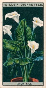 Virágkultúra cserépben: Arum Lily vagy Richardia (chromolitho) alkotó: English School