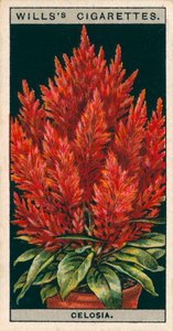 Virágkultúra cserépben: Celosia (chromolitho) alkotó: English School