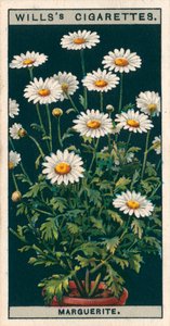 Virágkultúra cserépben: (chromolitho) alkotó: English School