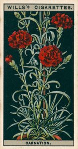 Virágkultúra cserépben: (chromolitho) alkotó: English School