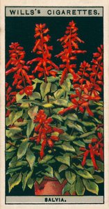 Virágkultúra cserépben: Salvia (chromolitho) alkotó: English School