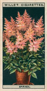 Virágkultúra cserépben: Spiraea (chromolitho) alkotó: English School