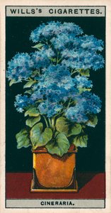 Virágkultúra cserépben: Cineraria csillag (chromolitho) alkotó: English School