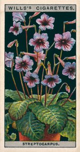 Virágkultúra cserépben: Streptocarpus vagy Cape Primrose (chromolitho) alkotó: English School
