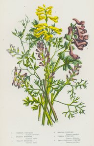Nagy-Britannia virágzó növényei: Corydalis, Bulbous Fumitory, Yellow Fumitory, Ramping Fumitory, Common Fumitory, Small Flowered Fumitory (színes litográfia). alkotó: English School