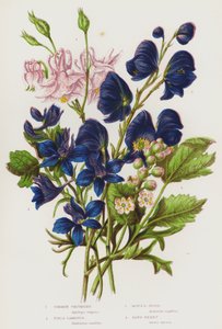 Nagy-Britannia virágos növényei: Common Columbine, Field Larkspur, Monk