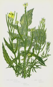 Nagy-Britannia virágzó növényei: Flixweed (színes litho) alkotó: English School