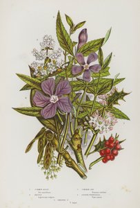 Nagy-Britannia virágos növényei: közönséges magyal, privet, közönséges kőris, kis sziklák, nagy sziklák (színes litho) alkotó: English School