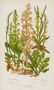 Nagy-Britannia virágos növényei: Common Twayblade, Heart-Leaved Twayblade, Common Birds-Nest, Fragrant Lady Tresses, Summer Lady Tresses, Dooping Lady Tresses, Creeping Goodyera (színes litó) alkotó: English School