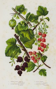 Nagy-Britannia virágos növényei: közönséges vagy vörös ribizli, íztelen hegyi ribizli, fekete ribizli, közönséges egres (színes litho) alkotó: English School
