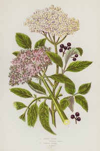 Nagy-Britannia virágos növényei: törpebodza, közönséges bodza (színes litho) alkotó: English School
