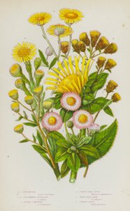 Nagy-Britannia virágzó növényei: Elecampane, Ploughmans Spikenard, Golden Samphire, Common Flea Bane, Small Flea Bane, Common Daisy (színes litho) alkotó: English School