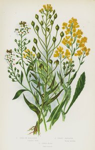 Nagy-Britannia virágos növényei: Gold of Pleasure, Sweet Alyssum, Dyer