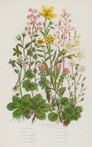 Nagy-Britannia virágos növényei: Vesealakú saxifrage, London Pride, Starry Saxifrage, Alpine Clustered Saxifrage, Purple Mountain Saxifrage, Yellow Marsh Saxifrage, Yellow Mountain Saxifrage, White Meadow Saxifrage, Rooping Bulbous Saxifrage, Alpin alkotó: English School