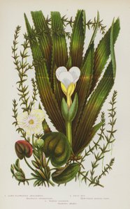 Nagy-Britannia virágzó növényei: (színes litho) alkotó: English School