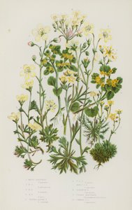 Nagy-Britannia virágos növényei: Mossy Saxifrage, Mossy Saxifrage, Mossy Saxifrage, Mossy Saxifrage, Tufted Alpine Saxifrage, Tufted Alpine Saxifrage, Mossy Alpine Saxifrage, Mossy Alpine Saxifrage, Geranium Saxifrage, Golden Saxifrage, Commonour litho Sax alkotó: English School