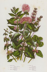 Nagy-Britannia virágos növényei: Pepper Mint, Water Capitate Mint, Marsh Whorled Mint, Corn Mint, Keskeny levelű Menta, Penny Royal (színes litho) alkotó: English School