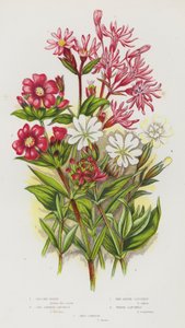 Nagy-Britannia virágos növényei: Ragged Robin, Red German Catchfly, Red Alpine Catchfly, White Catchfly, Red Campion (színes litho) alkotó: English School