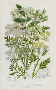 Nagy-Britannia virágos növényei: Rough Chervil, Tawny Fruited Chervil, Broad-Leaved Chervil, Sweet Cicely, Wild Carrot (színes litho) alkotó: English School