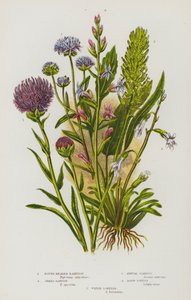 Nagy-Britannia virágzó növényei: Rampion, Tüskés Rampion, Egyéves Scabious, Lobelia acrid, Lobelia water (színes litho) alkotó: English School