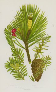 Nagy-Britannia virágos növényei: erdeifenyő, boróka, tiszafa (színes litho) alkotó: English School