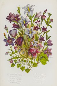 Nagy-Britannia virágzó növényei: Harangvirág, Rampion harangvirág, Baracklevelű harangvirág, Hajharang, Óriás harangvirág, Kúszó harangvirág, Csalánlevelű harangvirág, Fürtös harangvirág, Borostyánlevelű harangvirág, Kukorica harangvirág (színes). alkotó: English School