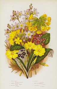 Nagy-Britannia virágos növényei: vízi ibolya, közönséges kankalin, Jacquins Oxlip, cowslip, madárszemű kankalin, skót kankalin (színes litho) alkotó: English School