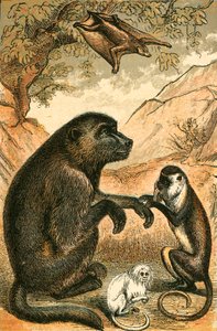 Repülő lemúr, pávián, Diana majom és mormota alkotó: English School