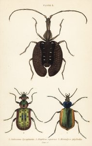 Erdei hernyóvadász, Calosoma sycophanta 1, földi bogár, Elaphrus riparius 2 és hegedűbogár, Mormolyce phyllodes 3 alkotó: English School