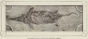 A somerseti Glastonbury melletti Lias kőbányában talált fosszília (metszet) alkotó: English School