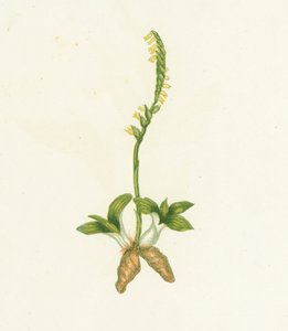 Illatos Ladys Tresses, Neottia Spiralis alkotó: English School