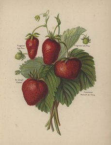 Frogmore néhai Pine, Sir Joseph Paxton, Vicomtesse Hericart de Thury alkotó: English School