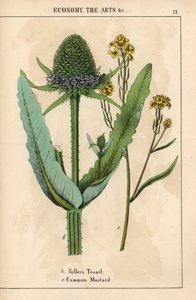Fuller-féle bogáncs vagy bogáncs és közönséges mustár sárga virágokkal  , a "The Instructive Picturebook, or Lessons from the Vegetable World", [Charlotte Mary Yonge], Edinburgh alkotó: English School